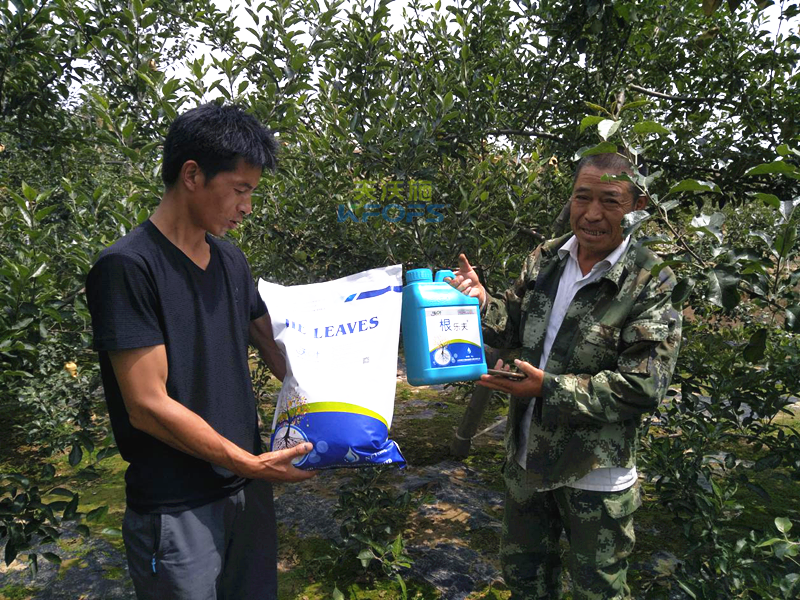 水溶肥-果樹(shù)用沃葉水溶肥效果.png