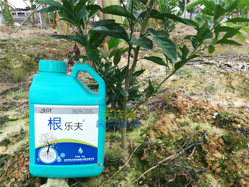 生根劑-柑橘用沃葉根樂夫效果.png