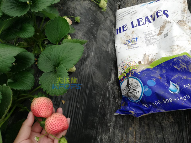 水溶肥-草莓用什么肥料好？