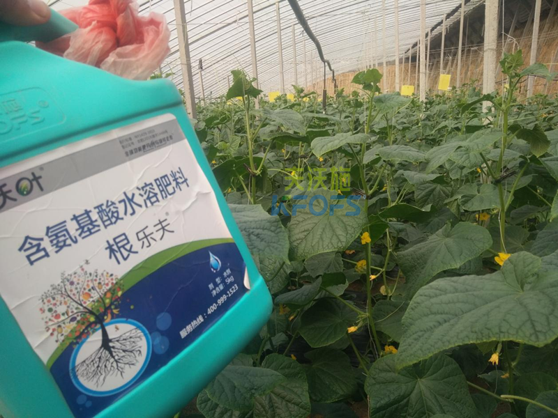 水溶肥調(diào)理黃瓜黃頭，夫沃施有一招！