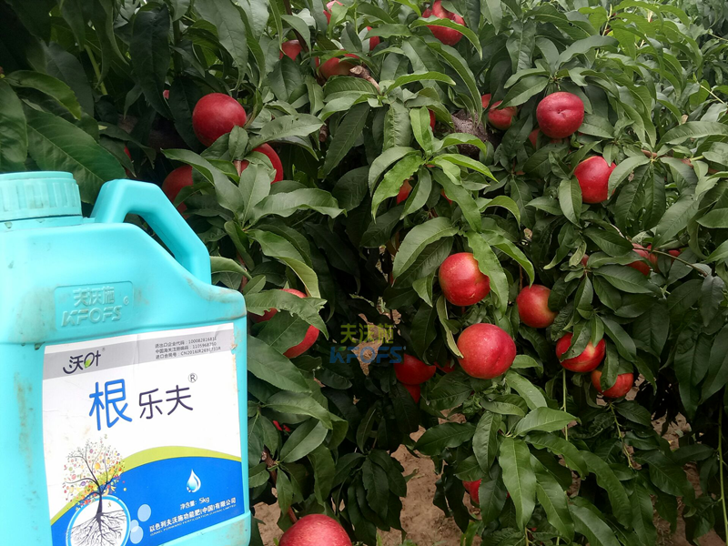 果樹生根劑用什么好？