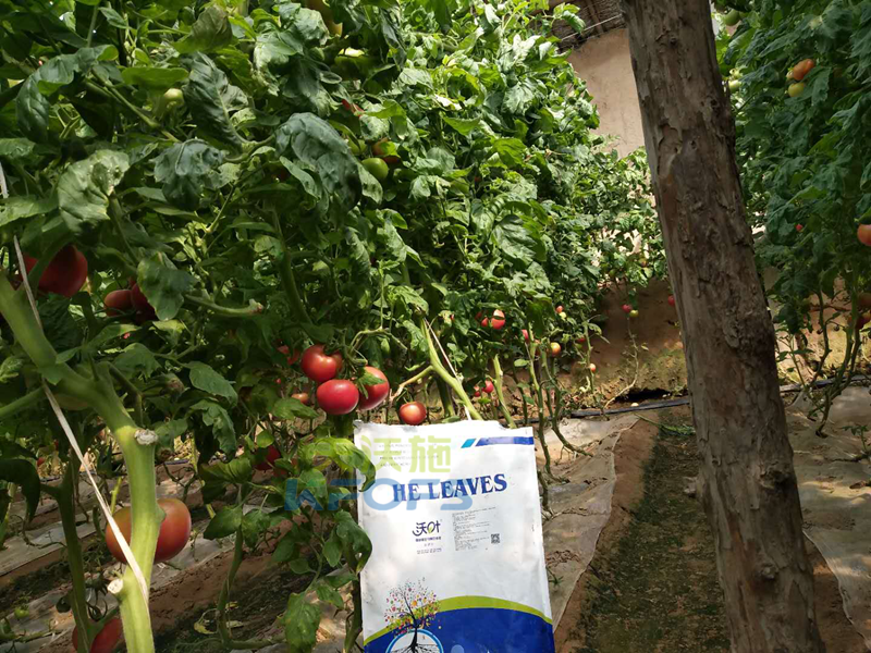 生物菌肥哪家好？