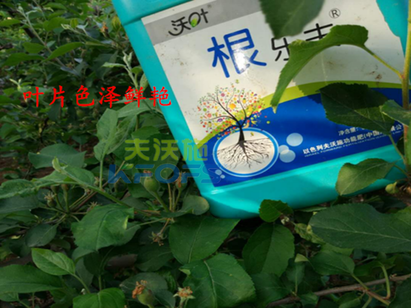 進口沖施肥哪家好-沃葉根樂夫效果1.png
