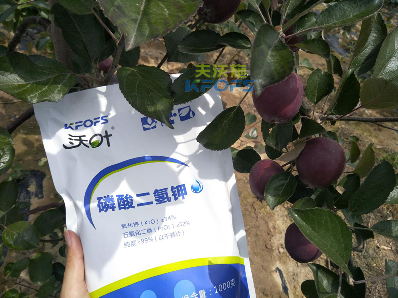 蘋果怎么施肥？1.png