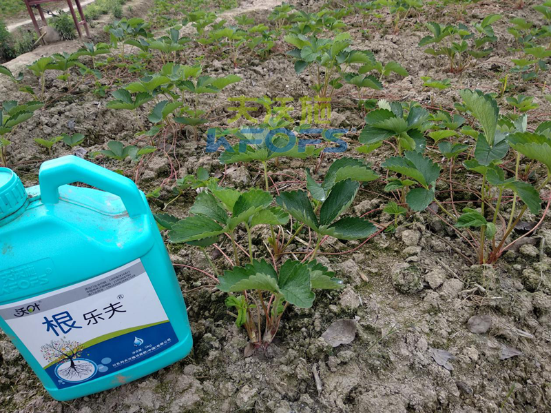 草莓如何施肥更高產(chǎn)？1.png