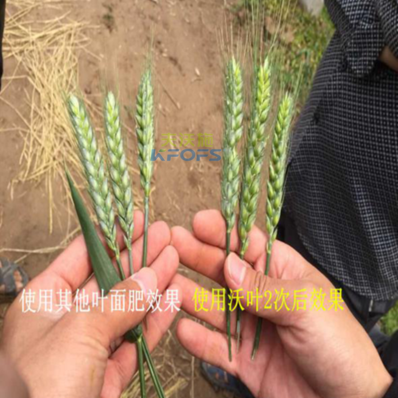 小麥葉面肥噴施的注意事項(xiàng)？.png