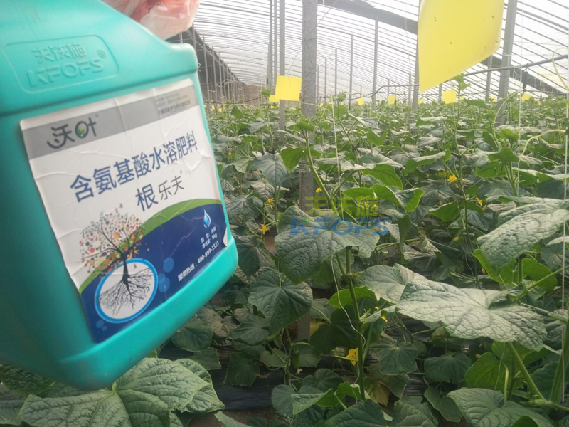 生根劑黃瓜落秧用有什么好處？