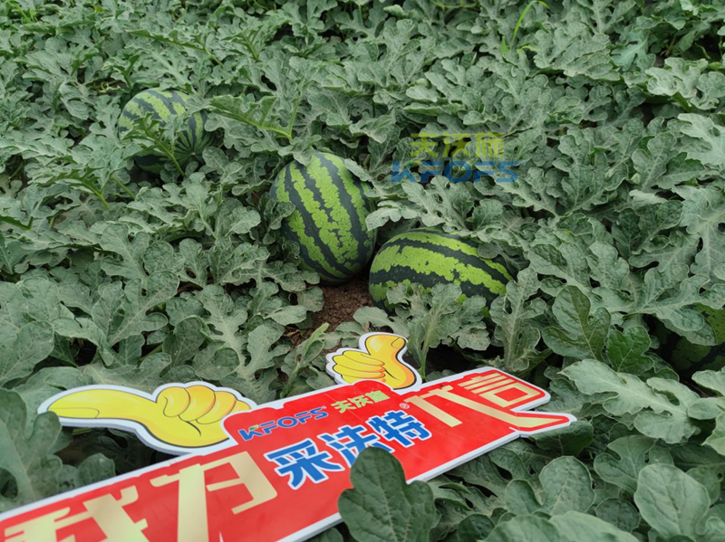 西瓜施肥用什么肥料好？