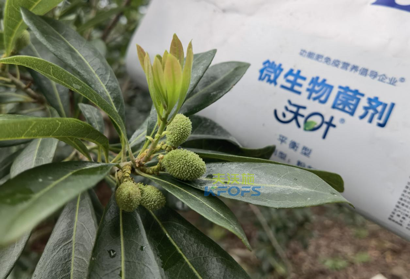 楊梅用什么水溶肥效果好？周大哥推薦沃葉