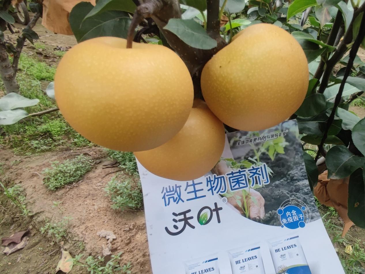 果樹施肥用什么水溶肥好？