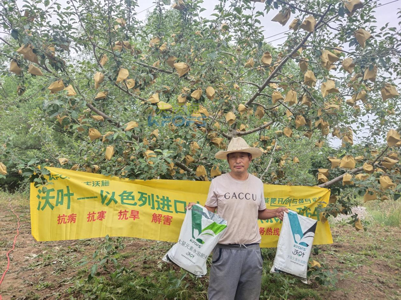 蘋果用什么水溶肥好，馮大哥推薦沃葉