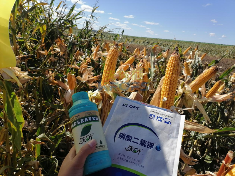 玉米葉面肥哪個(gè)品牌好？