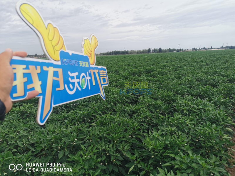 辣椒用什么肥料效果好？