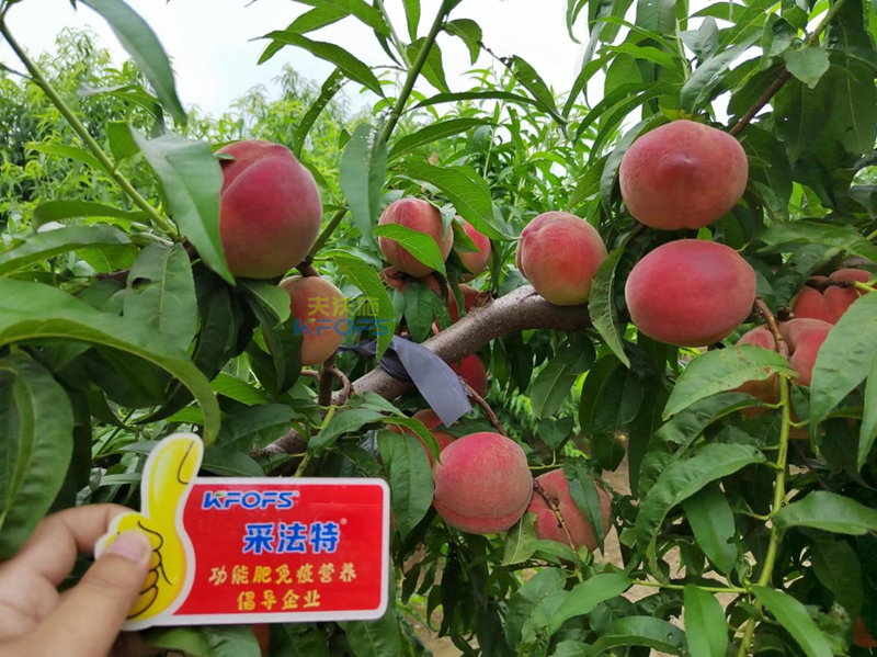 桃樹(shù)施什么肥料好？