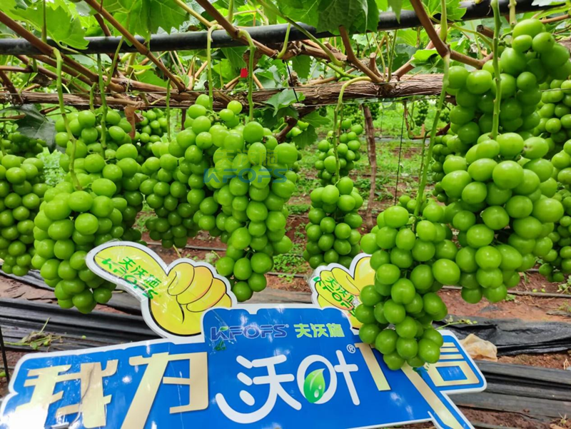 陽光玫瑰葡萄用什么肥料好？