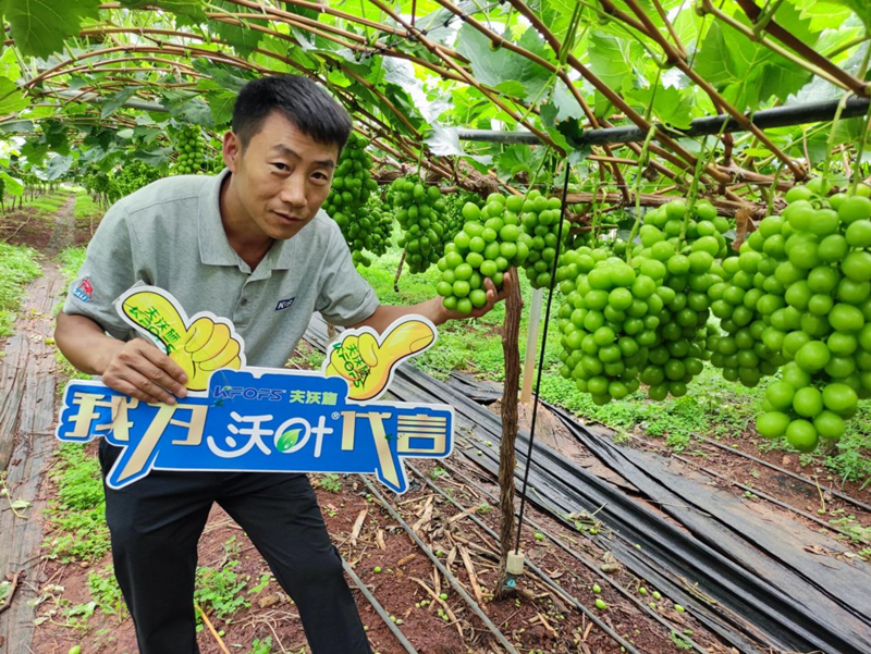 新栽葡萄施肥技術(shù)，附種植條件