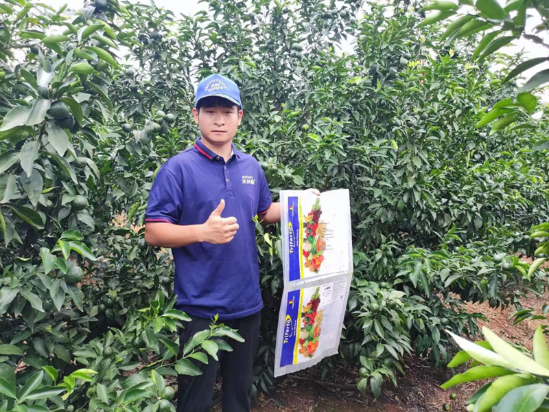 水溶肥用的好，沃柑產(chǎn)量才能高