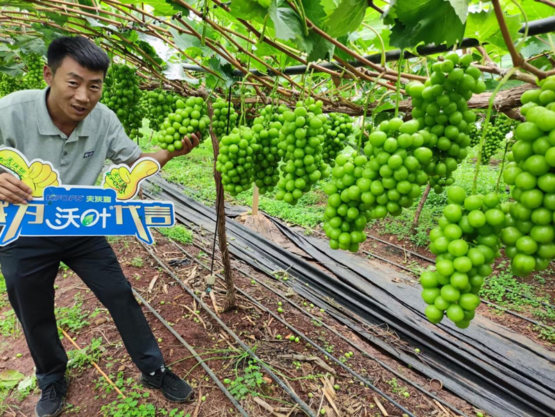 葡萄樹施什么肥？