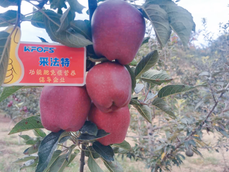 蘋果用采法特水溶肥效果怎么樣？