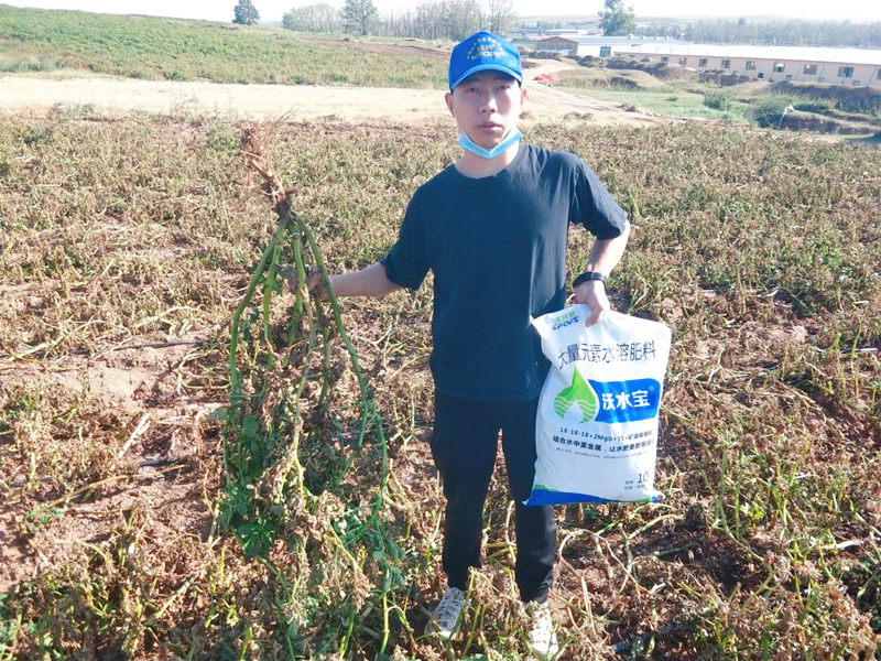 大量元素水溶肥用在土豆上效果怎么樣？
