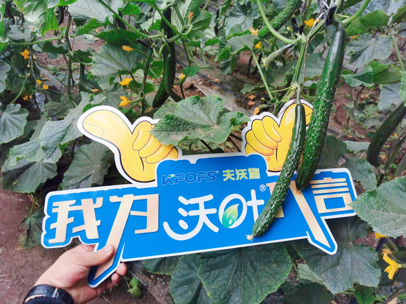 水溶肥效果怎么樣？