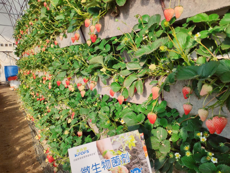 微生物菌劑用在草莓上效果怎么樣？