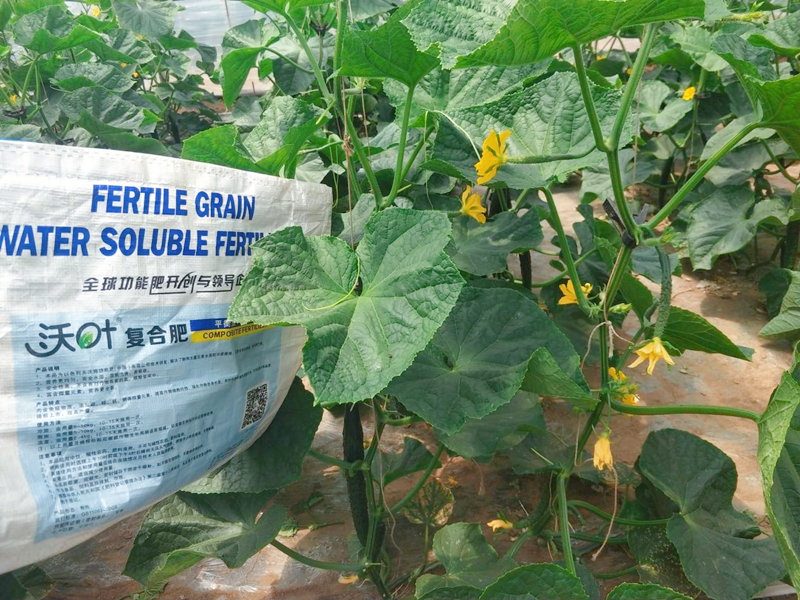 顆粒水溶肥有什么特點？