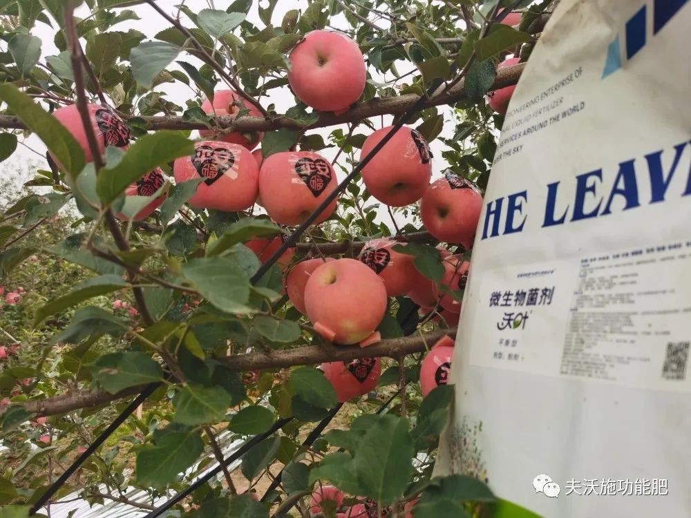 什么肥料能讓土壤變松？-蘋果.jpg