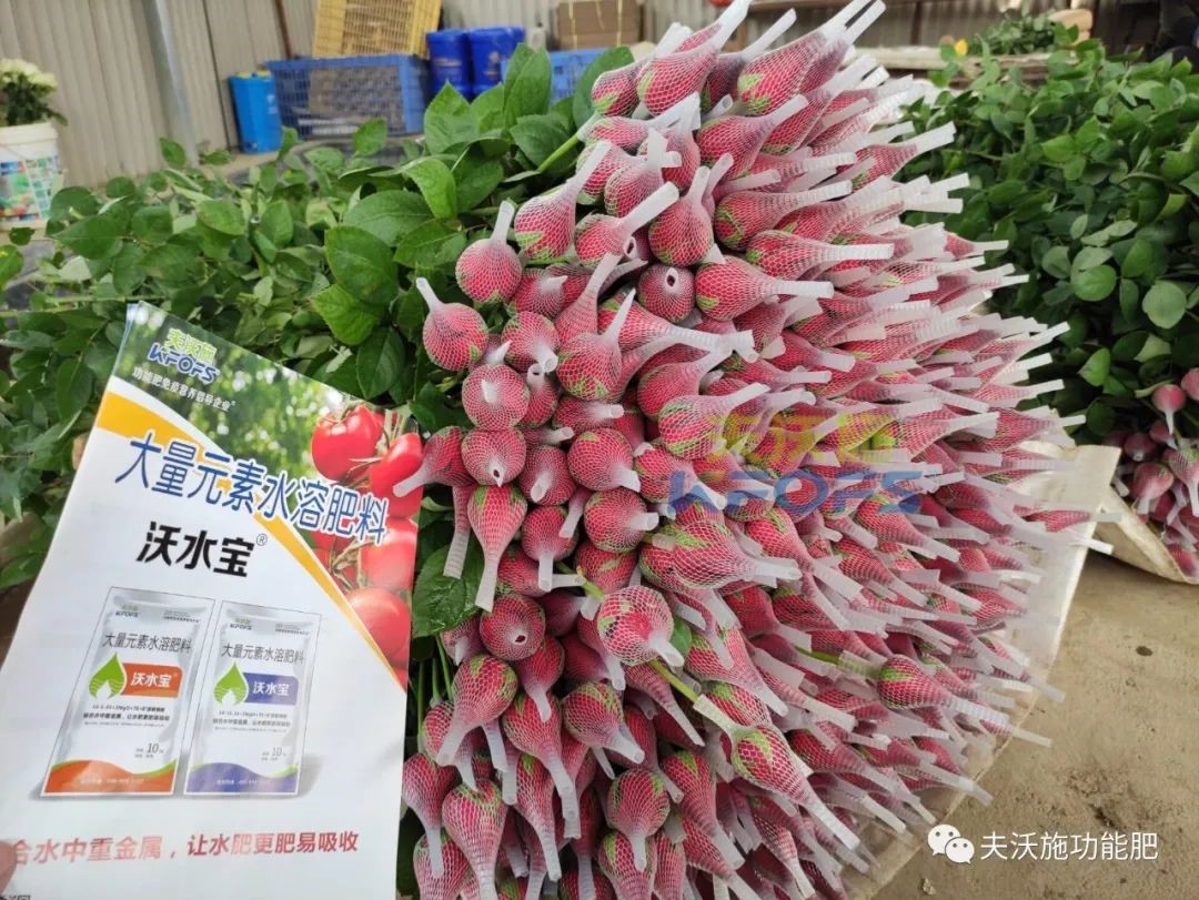 玫瑰花用什么肥料最好？