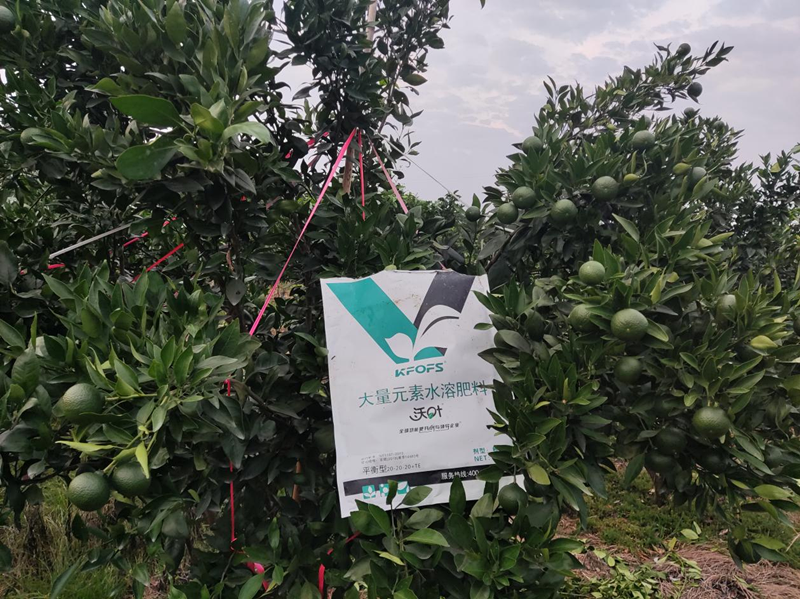 柑橘樹施什么肥最好？大量元素不可少