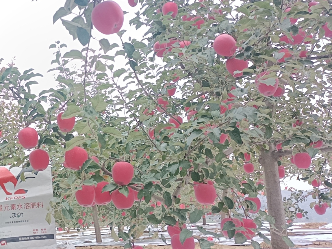 蘋果樹用什么肥料好？甘肅案例