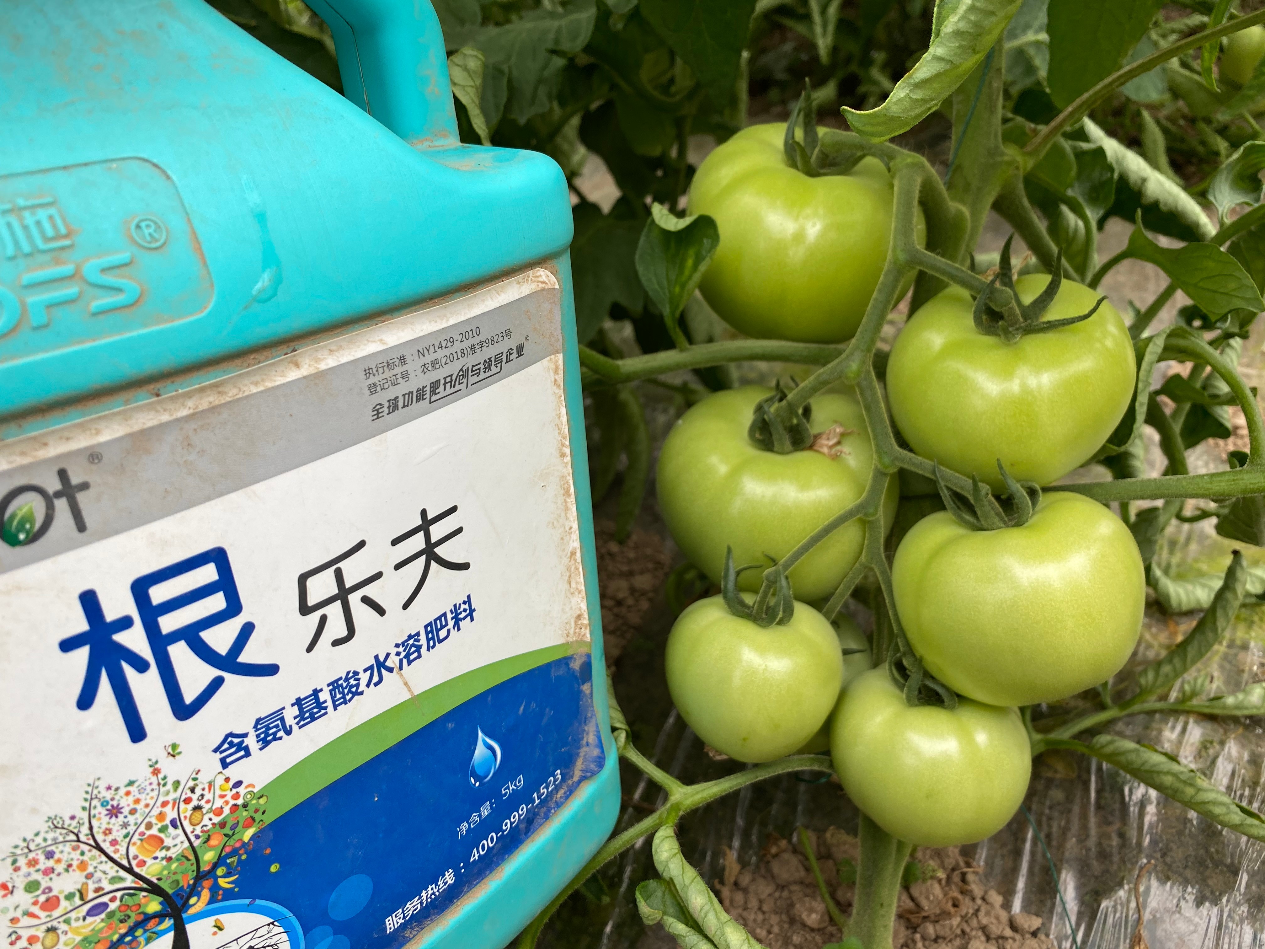 生根劑效果好不好？