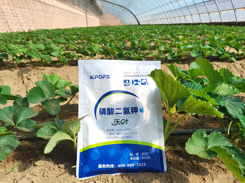 種草莓用什么肥料好？