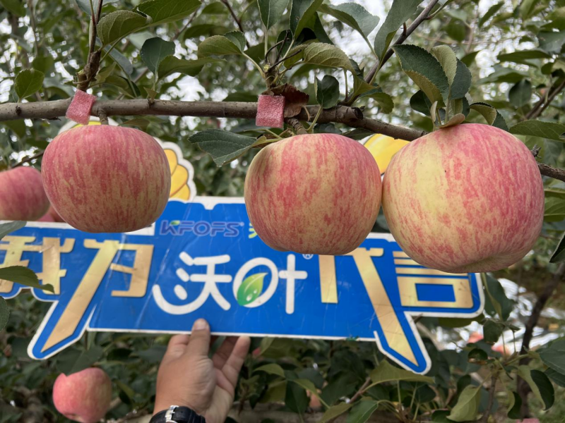 葉面肥哪個好-蘋果用沃葉葉面肥效果.png