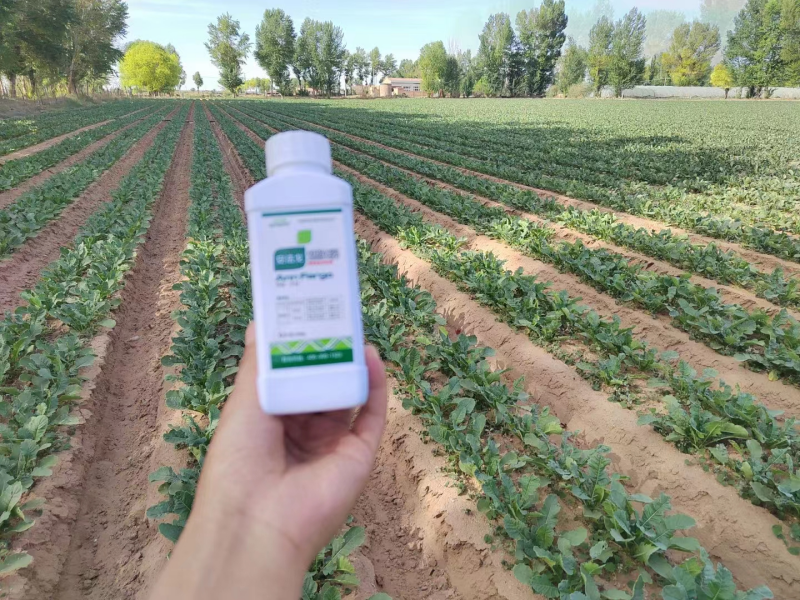 除草劑藥害怎么辦？安法戈來解決！