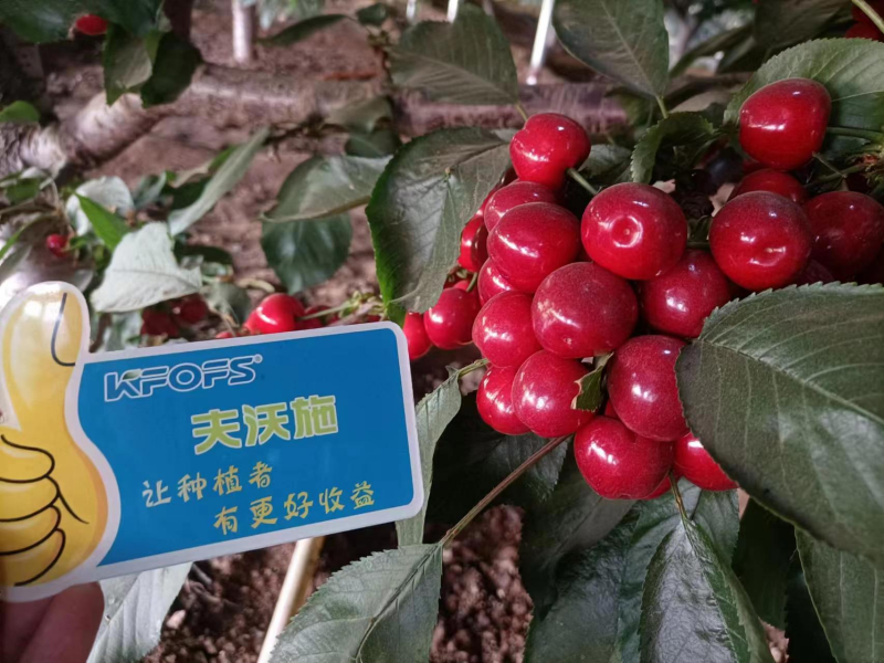櫻桃施什么肥最大最甜？案例告訴你