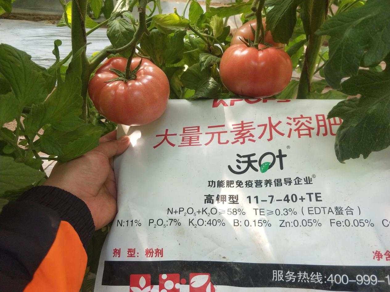 西紅柿用什么肥料比較好？