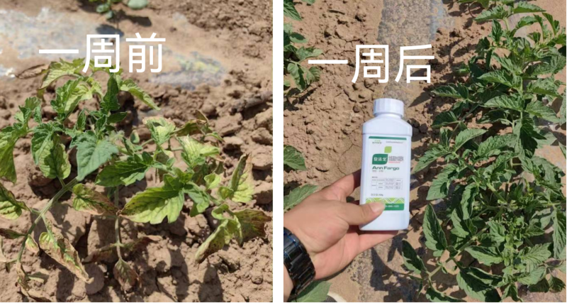 作物藥害怎么解決？找安法戈