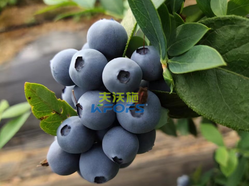 生根劑哪個(gè)好？張大哥強(qiáng)推沃葉根樂夫