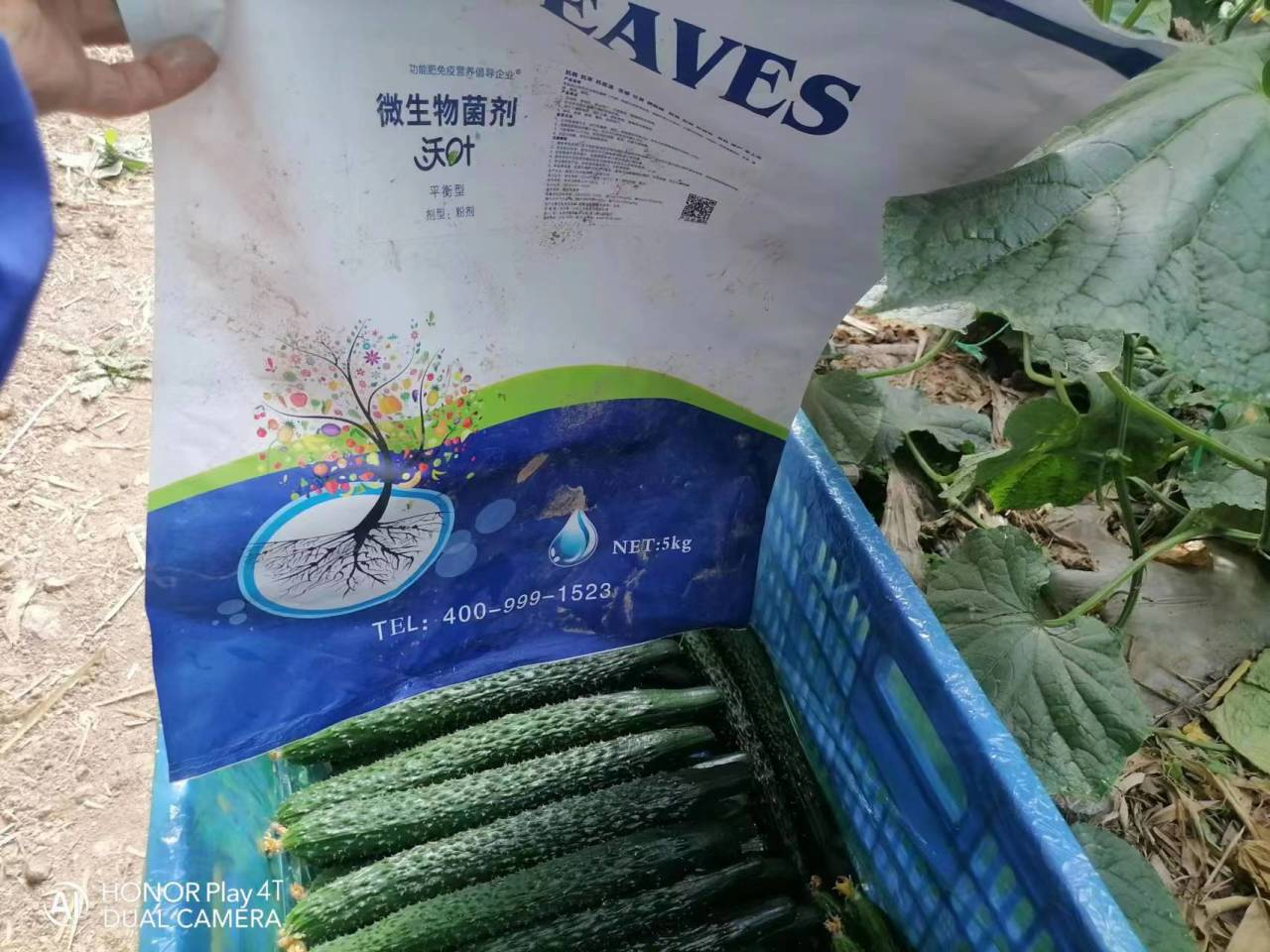 微生物菌劑用多了會(huì)燒根嗎？