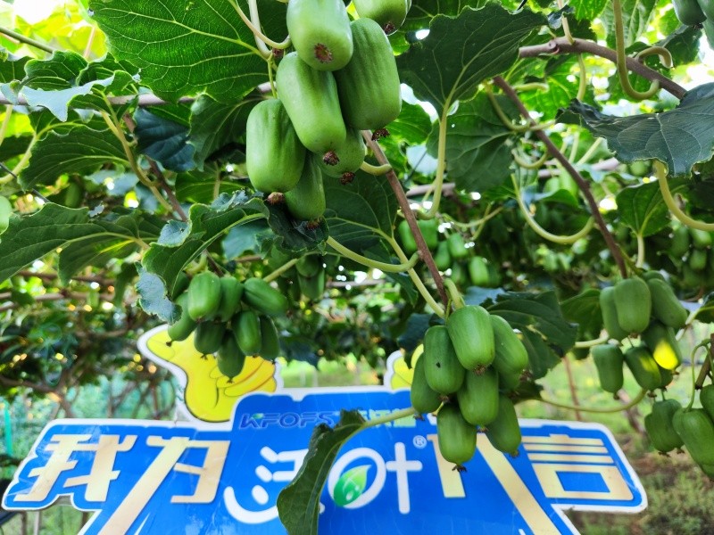 葉面肥效果怎么樣？看這篇