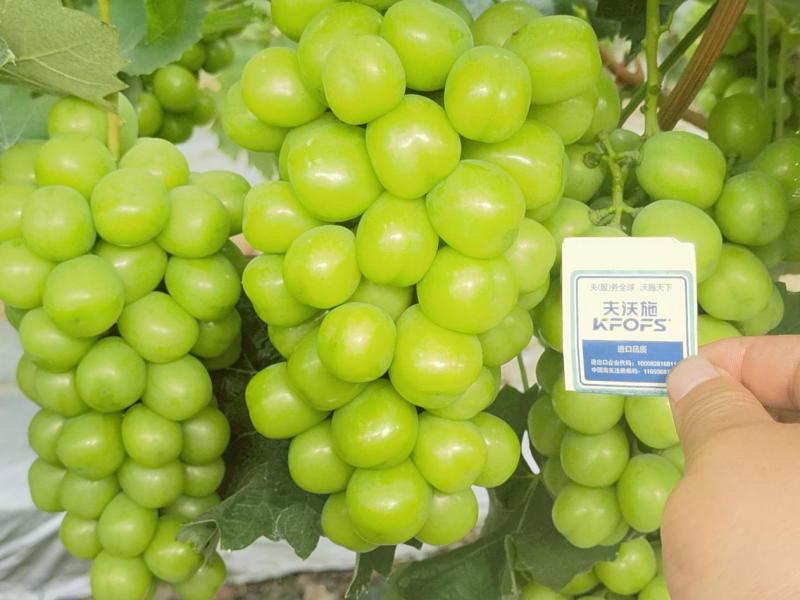 種植葡萄技術(shù)，這3點(diǎn)一定要掌握