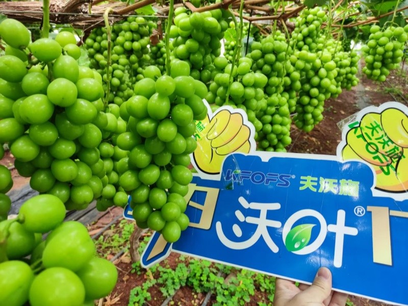 水溶肥選對了，葡萄種植不用愁