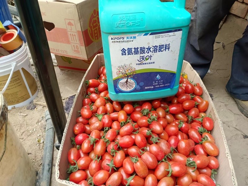 小西紅市場(chǎng)反饋，內(nèi)蒙古九原區(qū)，客戶反饋用沃葉平衡菌肥+平衡流體肥，小柿子長(zhǎng)得滿滿當(dāng)當(dāng)?shù)?，西紅柿秧子長(zhǎng)勢(shì)特別好，結(jié)小柿子非常的亮 (1).jpg