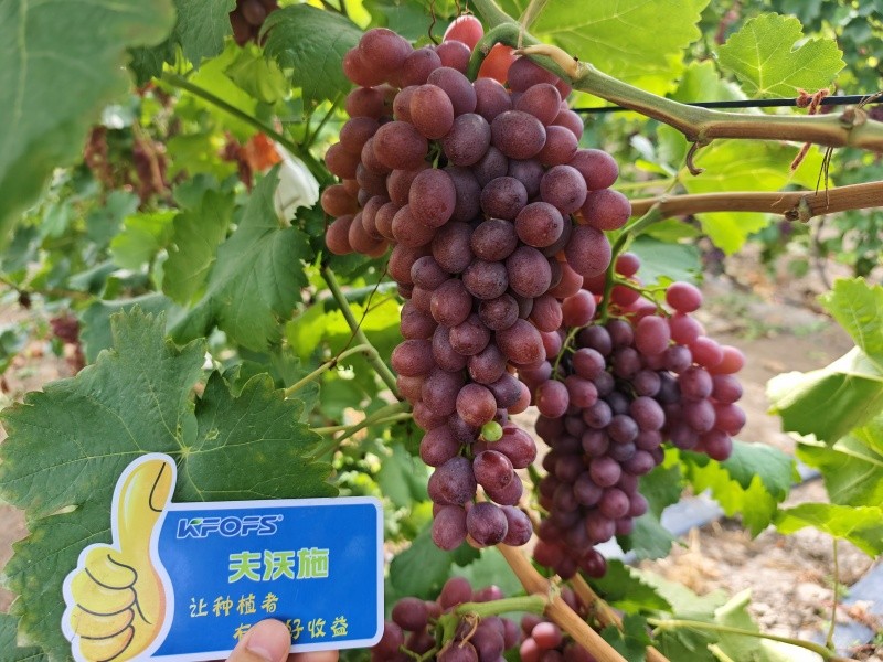 微生物菌劑的作用，你知道嗎？