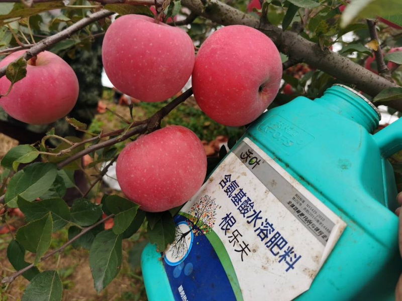 生根劑哪個(gè)牌子好-蘋(píng)果用沃葉根樂(lè)夫效果.png