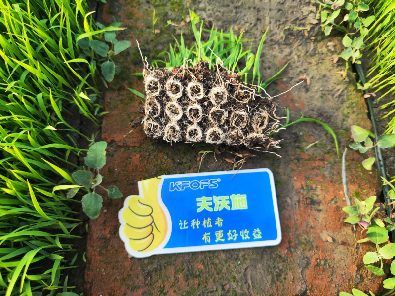 生根劑的正確使用方法，看完漲知識(shí)