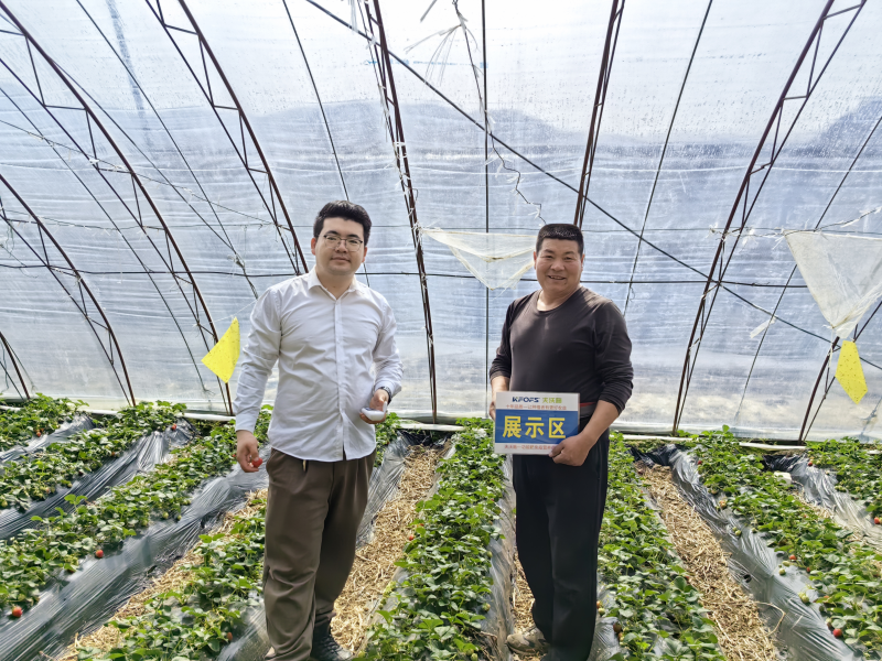 草莓施肥一覽表-沃葉用戶見證.png