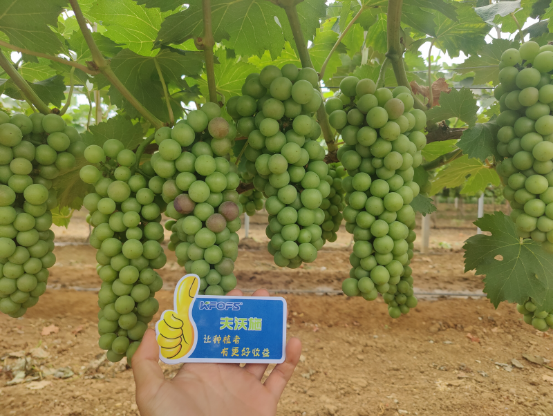 葡萄膨大期施肥訣竅-夫沃施功能水溶肥.png