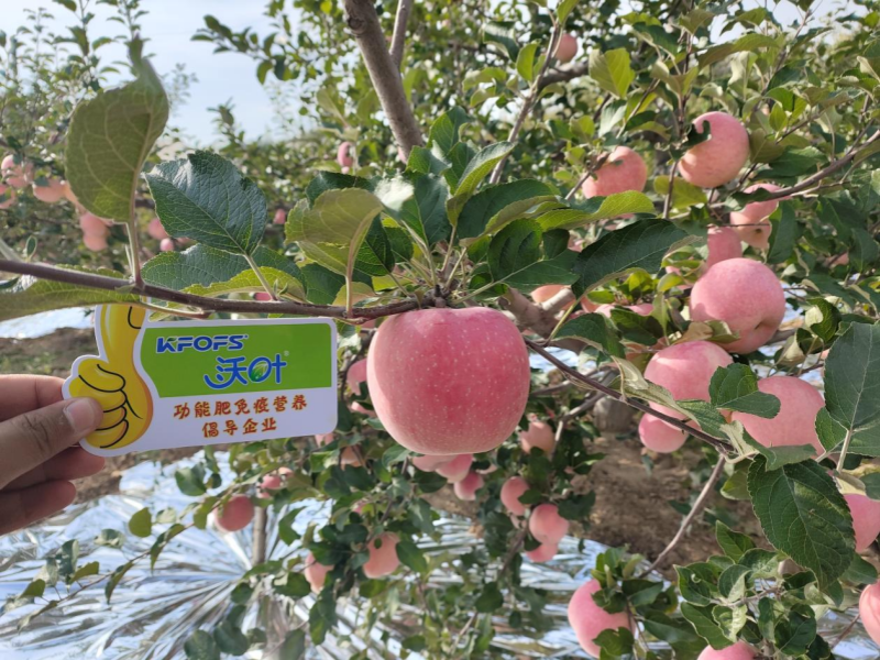 微生物肥料-蘋(píng)果用沃葉水溶肥效果.png